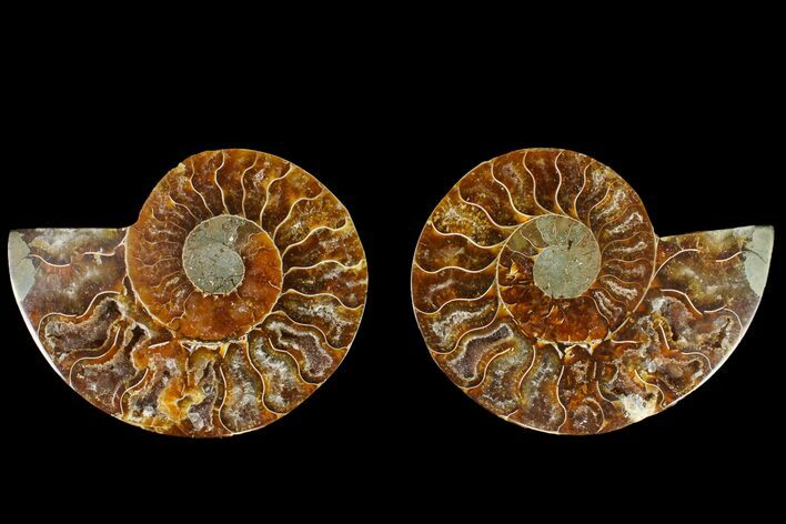 Agate Replaced Ammonite Fossil - Madagascar #145911